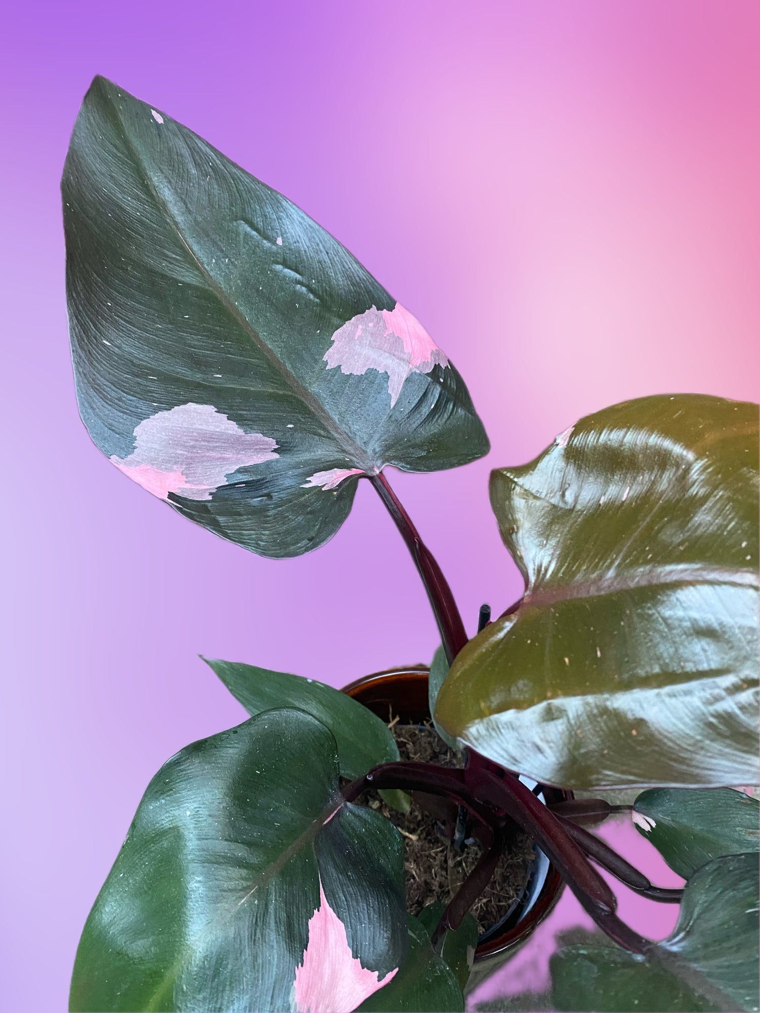rare philodendron pink princess Rare Philodendron Pink Princess 30 cm – Green Charm House of Plants
