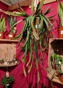 XL Lepismium Cruciforme Red Tip Hurricane Cactus Hanging Jungle Cactus 