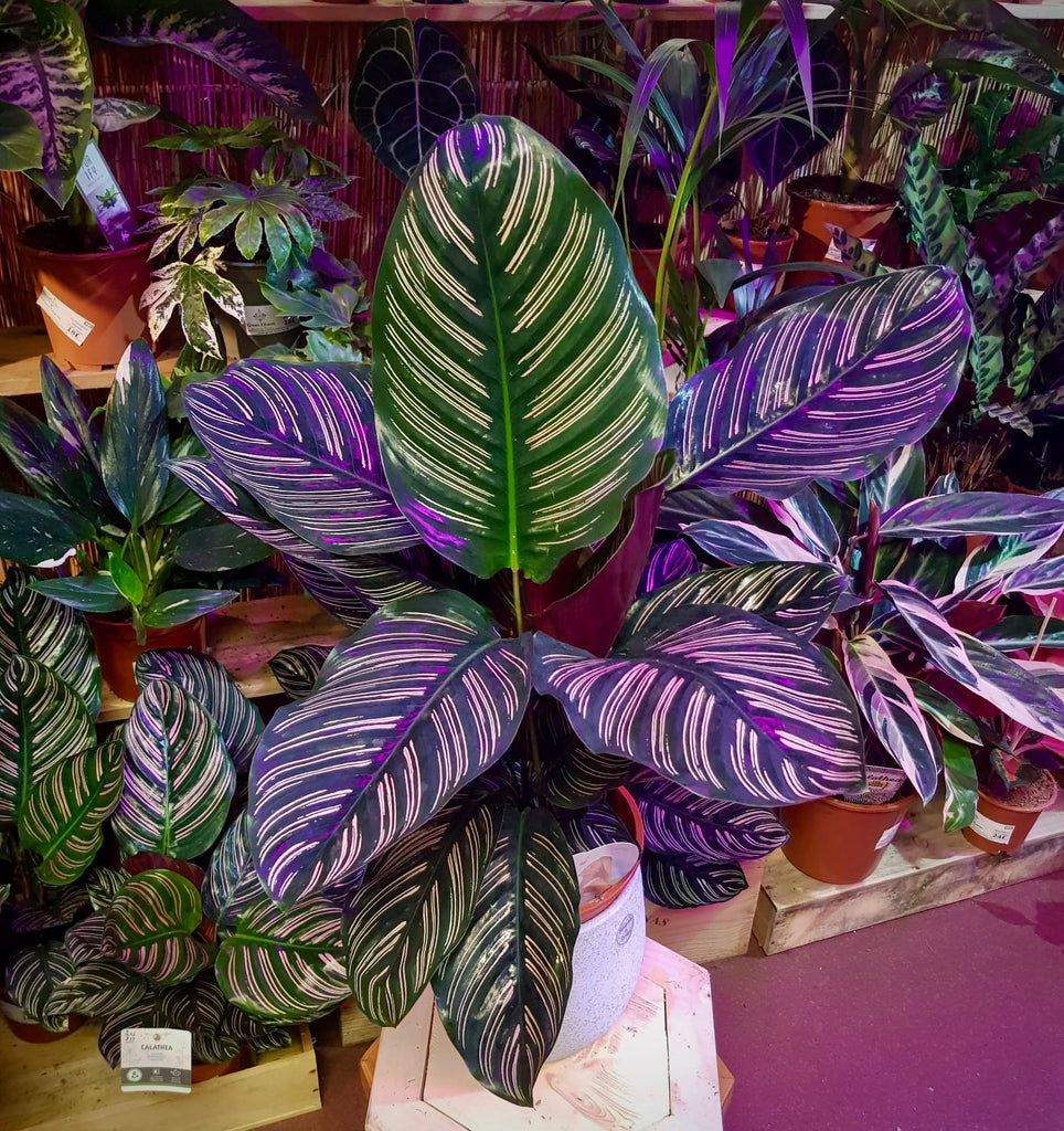 prayer plant pink stripes Calathea Ornata Sanderiana Prayer Plant Pink Stripe 18cm