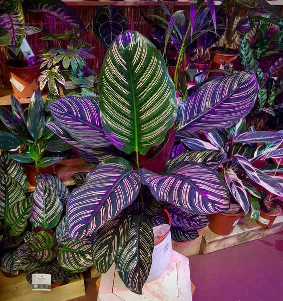 Calathea Ornata Sanderiana Prayer Plant Pink Stripe 100 cm