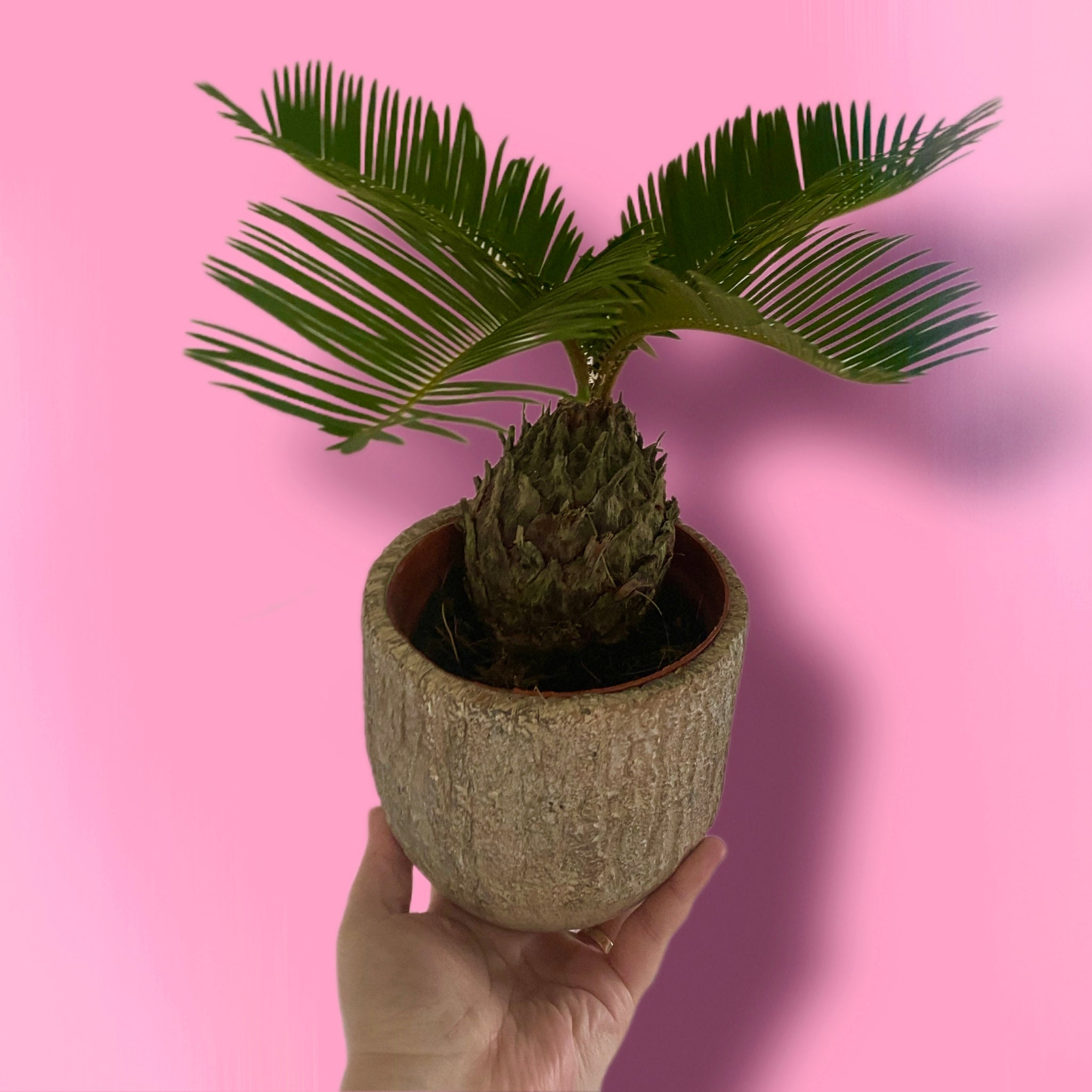 Cycas Revoluta Sago Palm 30 cm Green Charm House of Plants