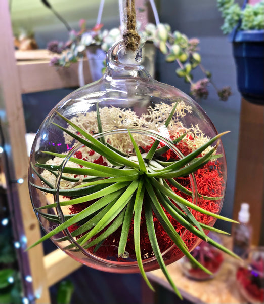 Tillandsia Ionantha Air Plant in Hanging Glass Bauble 10 Ø