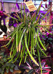 Aporocactus Melanie Hanging Cactus Fox tail Cactus Rat tail Cactus 