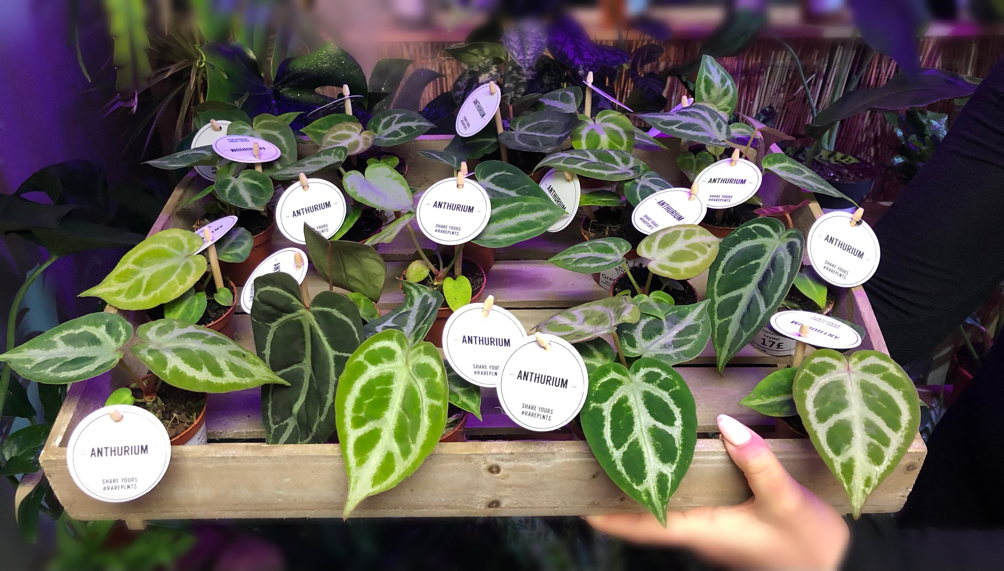 anthurium crystallinum baby Baby Anthurium Crystallinum Crystal Anthurium Silver Blush Crystal Lac –  Green Charm House of Plants