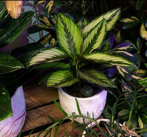 prayer plant beauty star Calathea Beauty Star Prayer Plant 30 cm – Green Charm House of Plants