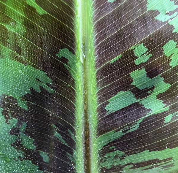 Musa Dwarf Cavendish Banana 