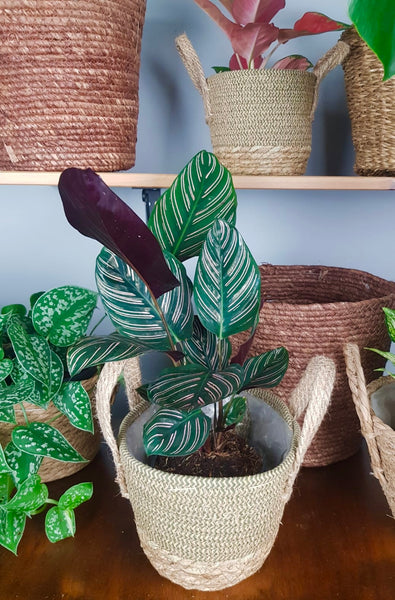 Calathea Ornata Sanderiana