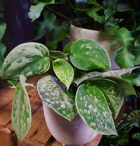 silver spotted pothos Scindapsus Pictus Silvery Ann Silver Spotted Satin Pothos 20cm – Green Charm House of Plants