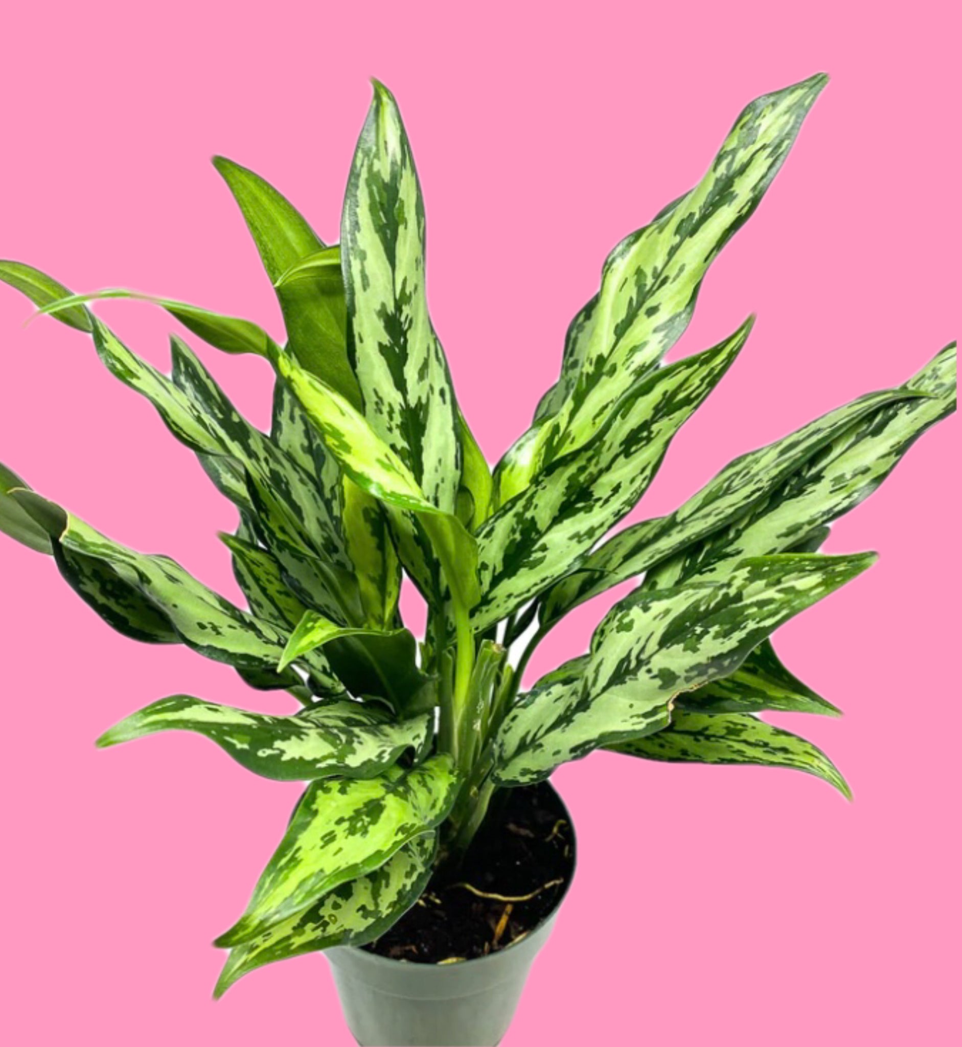 aglaonema miss juliet Aglaonema Miss Juliette Chinese Evergreen 50cm – Green Charm House of Plants