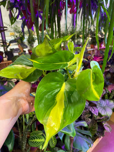 Philodendron Scandens Brasil  Sweetheart Plant 25cm