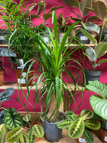 Beaucarnea Recurvata Nolina Tall Ponytail Palm 90 cm