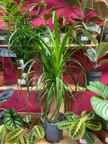 Beaucarnea Recurvata Nolina Tall Ponytail Palm 90 cm