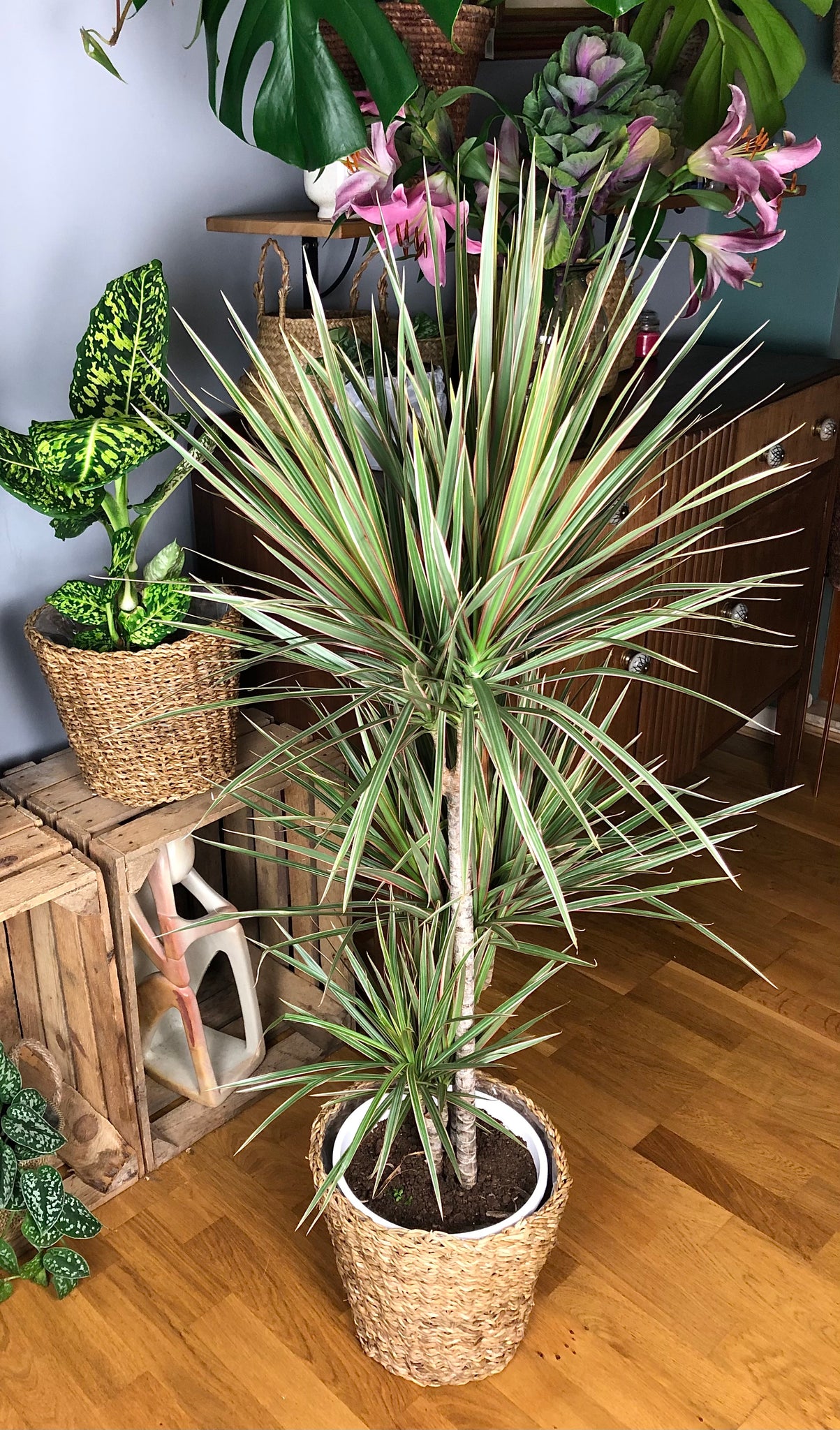 dracaena bicolour Dracaena Marginata Bicolour