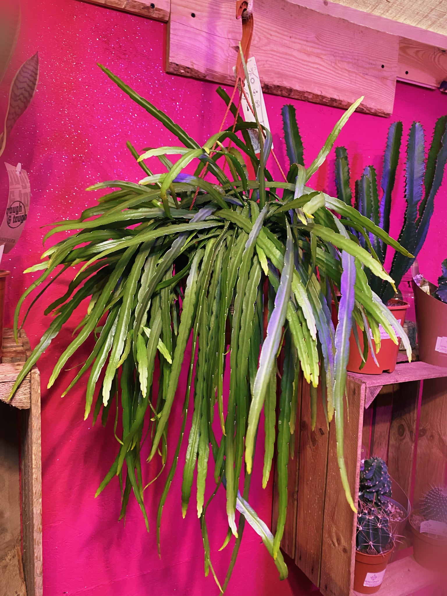Lepismium Bolivianum Forest Cactus hanging 70 cm