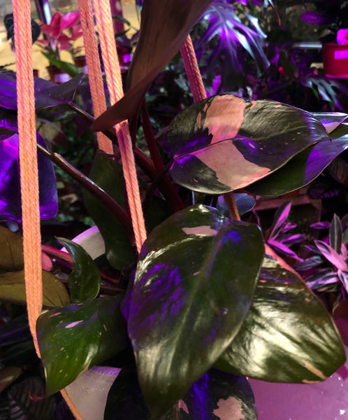 Rare Philodendron Erubescens Pink Princess 40 cm