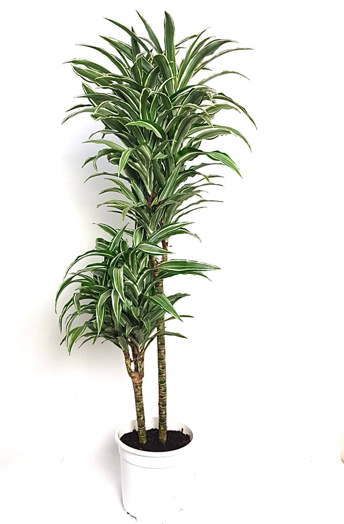 dracaena deremensis warneckii care Dracaena Deremensis Warneckii 100 cm – Green Charm House of Plants