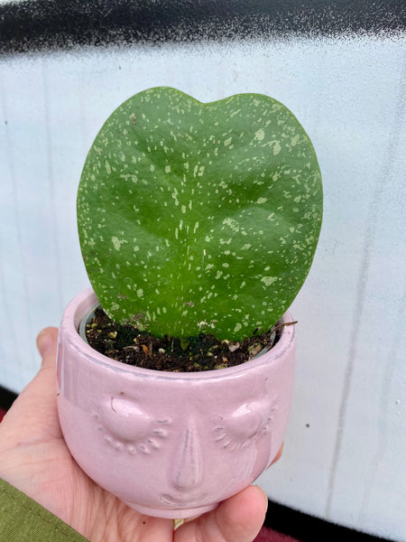 Hoya Kerrii Splash Sweetheart Wax Plant Heart Shaped 11cm