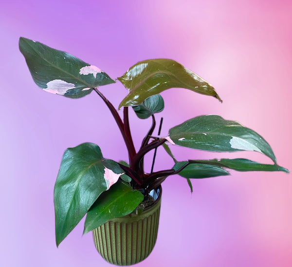 Rare Philodendron Pink Princess 