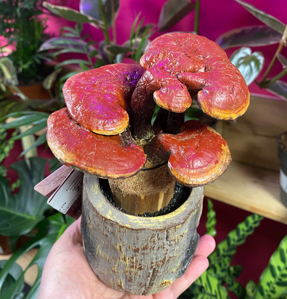 Ganoderma Lucidum Lingzhi Decorative Preserved Immortality Spirit Mushroom 