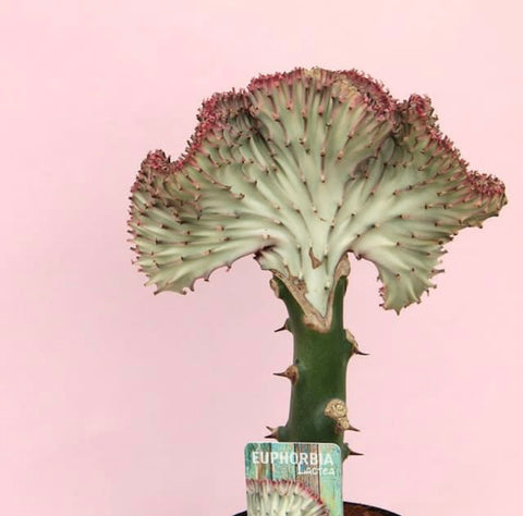 Euphorbia lactea Cristata Coral Cactus Beginner Friendly Houseplant 35 cm