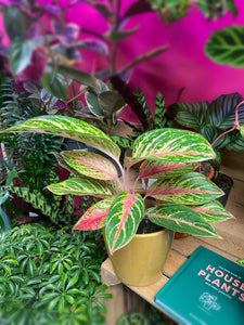 aglaonema pink jade Aglaonema Coco Melon Chinese Evergreen 40cm – Green Charm House of Plants