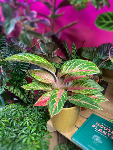 Aglaonema Coco Melon Chinese Evergreen 40cm