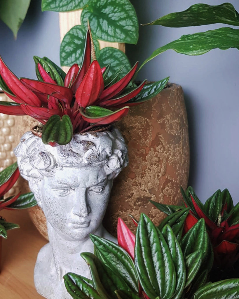 indoor radiator plant Peperomia Caperata Rosso Radiator Plant 10cm – Green Charm House of Plants