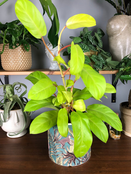 Philodendron Malay Gold 50 cm