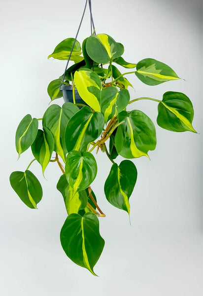 Philodendron Scandens Brasil Hanging  100cm