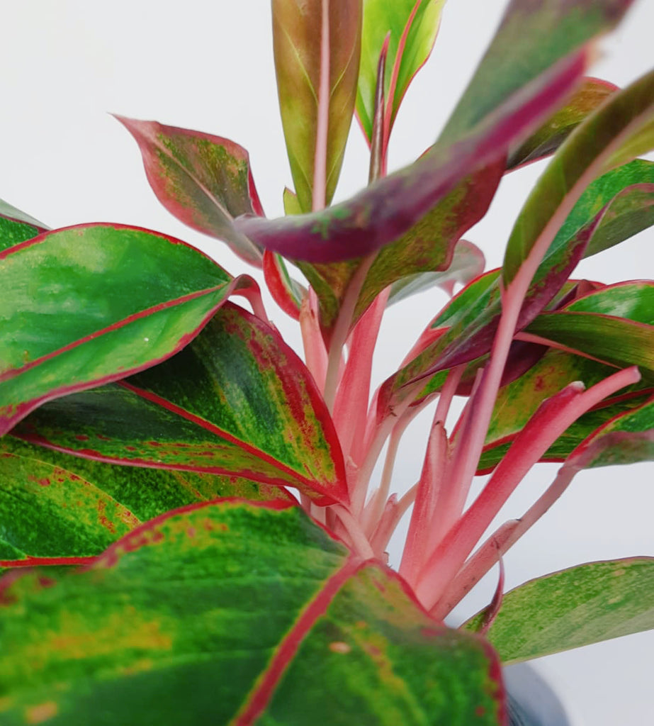 aglaonema commutatum crete Aglaonema commutatum 'Crete'- Chinese Evergreen 25cm – Green Charm House of Plants