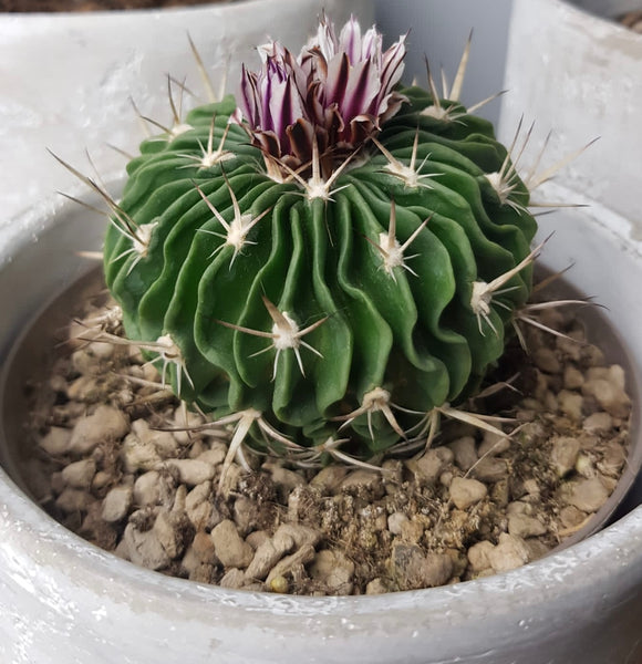 Echinofossulocactus Multicostatus Wave Cactus Brain Rare Cactus