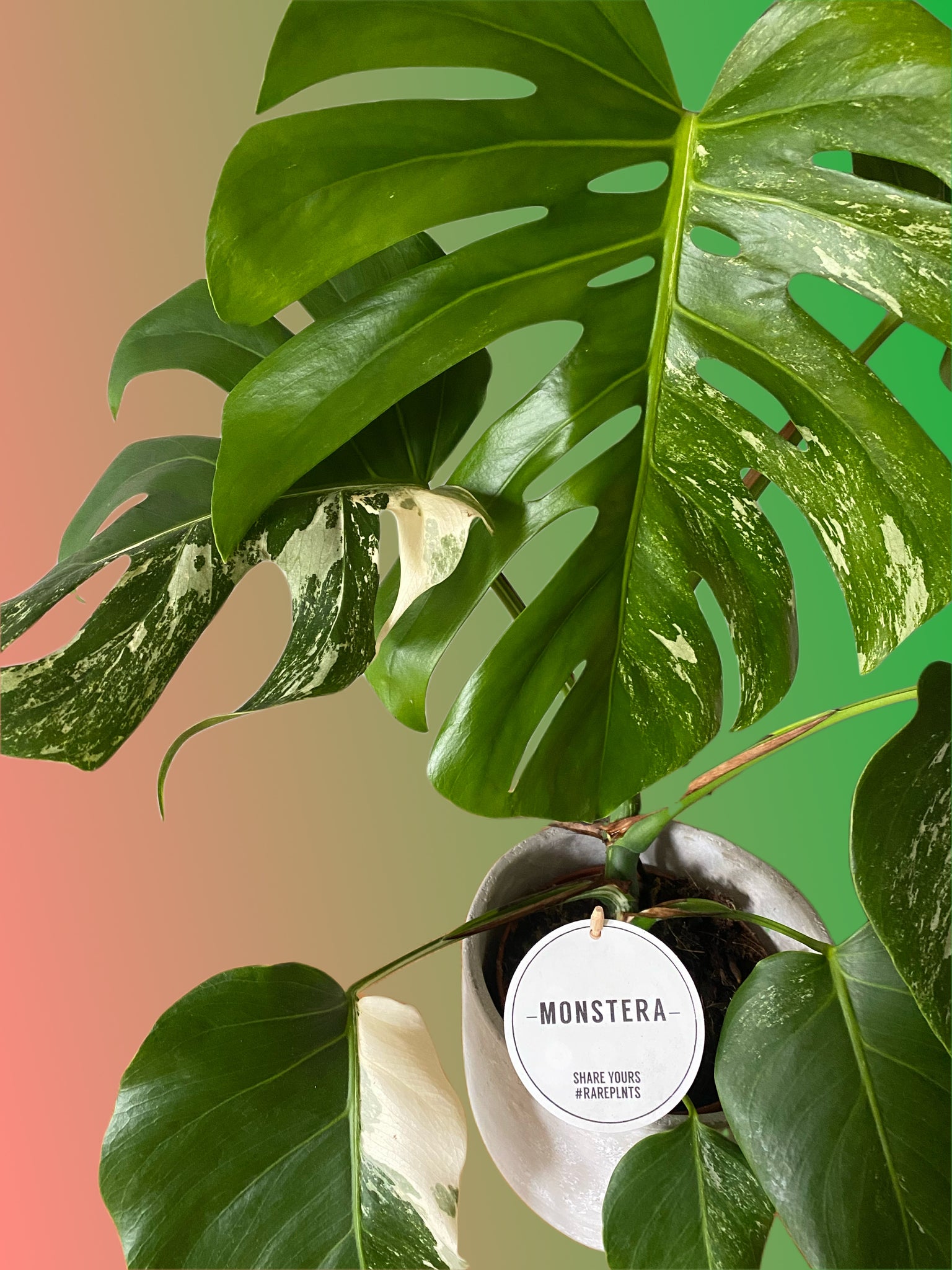 swiss cheese plant rare Monstera Albo Variegated Large Form 60cm – Green Charm House of Plants