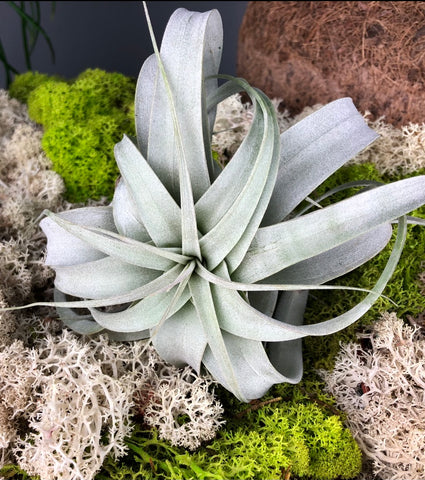 Tillandsia Xerographica  Air plant 10 cm