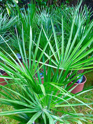Chamaerops Humilis - Mediterranean Fan Palm 75cm + Outdoor