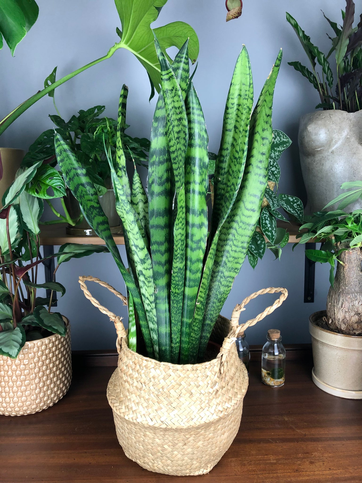 Sansevieria Zeylanica Snake Plant Mother in Laws Tongue 50cm