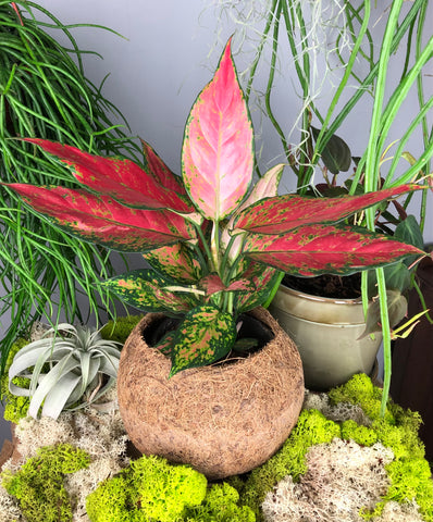 Aglaonema Lady Valentine - Chinese Evergreen 35cm