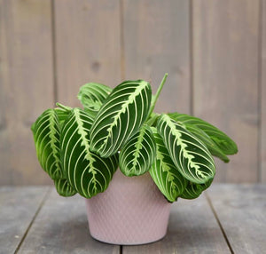 Maranta Leuconeura Lemon Lime Prayer Plant 