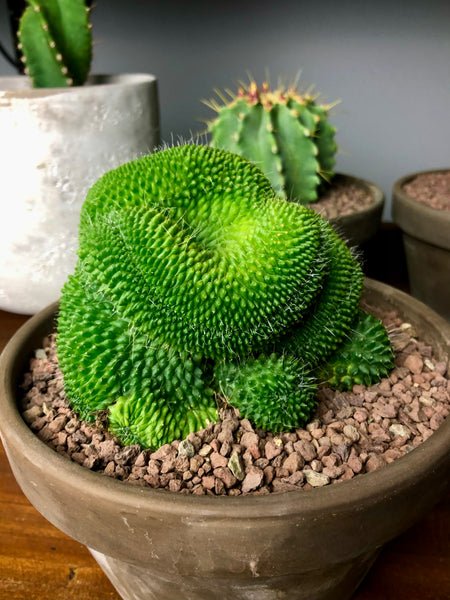 Mammillaria Spinosissima Crested Brain Cactus in terracotta pot 17 cm