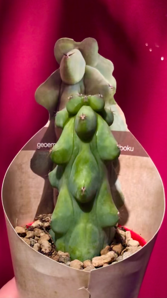 Rare Myrtillocactus Geometrizans Fukurokuryuzinboku  Booby Cactus Titty Cactus 10cm