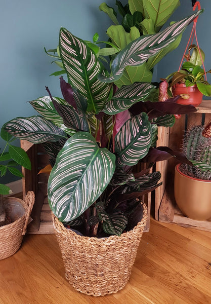 Calathea Ornata Sanderiana Prayer Plant 