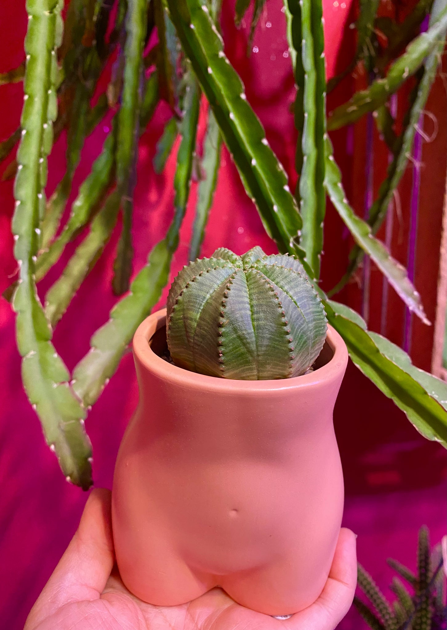 Euphorbia Obesa Basketball Plant Sea Urchin Living Baseball 