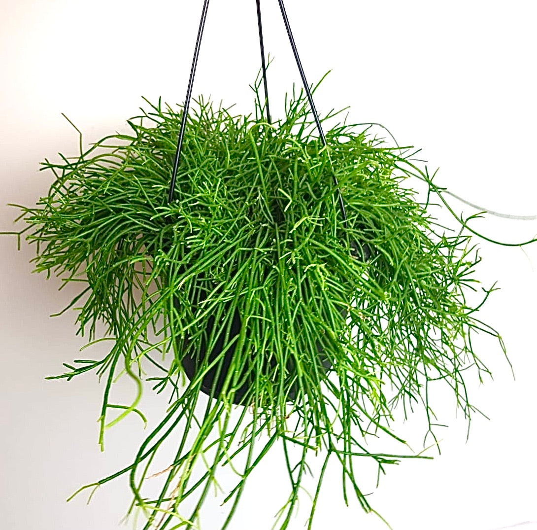 Rhipsalis Baccifera Oasis ‘Mistletoe Cactus’ 25cm