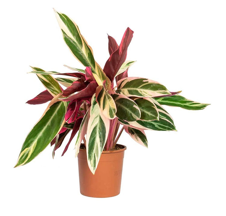 Calathea Stromanthe Triostar 15cm - 70 cm