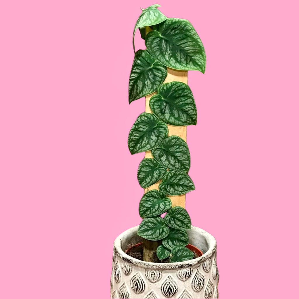 juvenile monstera plant Rare Monstera Dubia Juvenile on a plain plank of wood 50 cm – Green Charm House of Plants