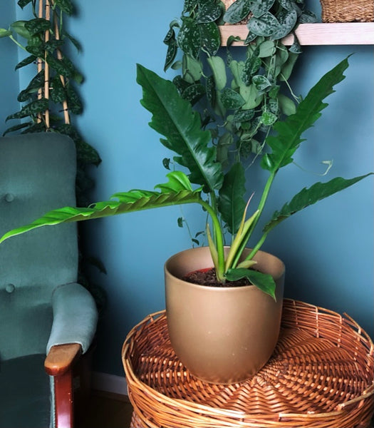 Philodendron Narrow Escape Tiger Tooth NEW
