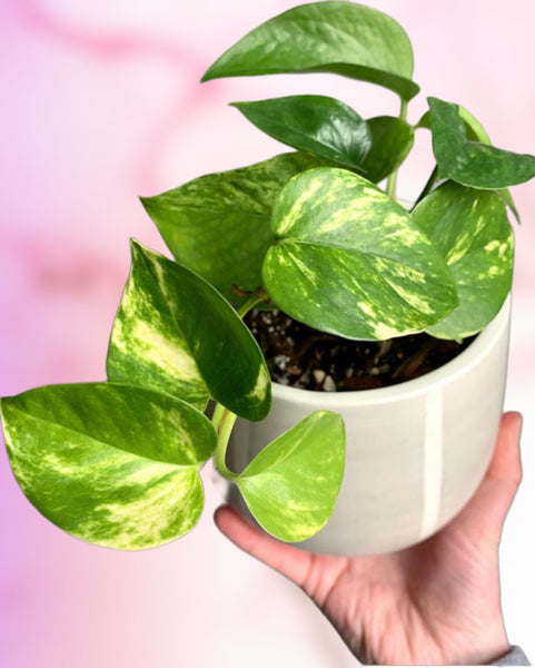 Epipremnum Aureum Golden Pothos Devils Ivy Trailing Easy Care Plant 25cm