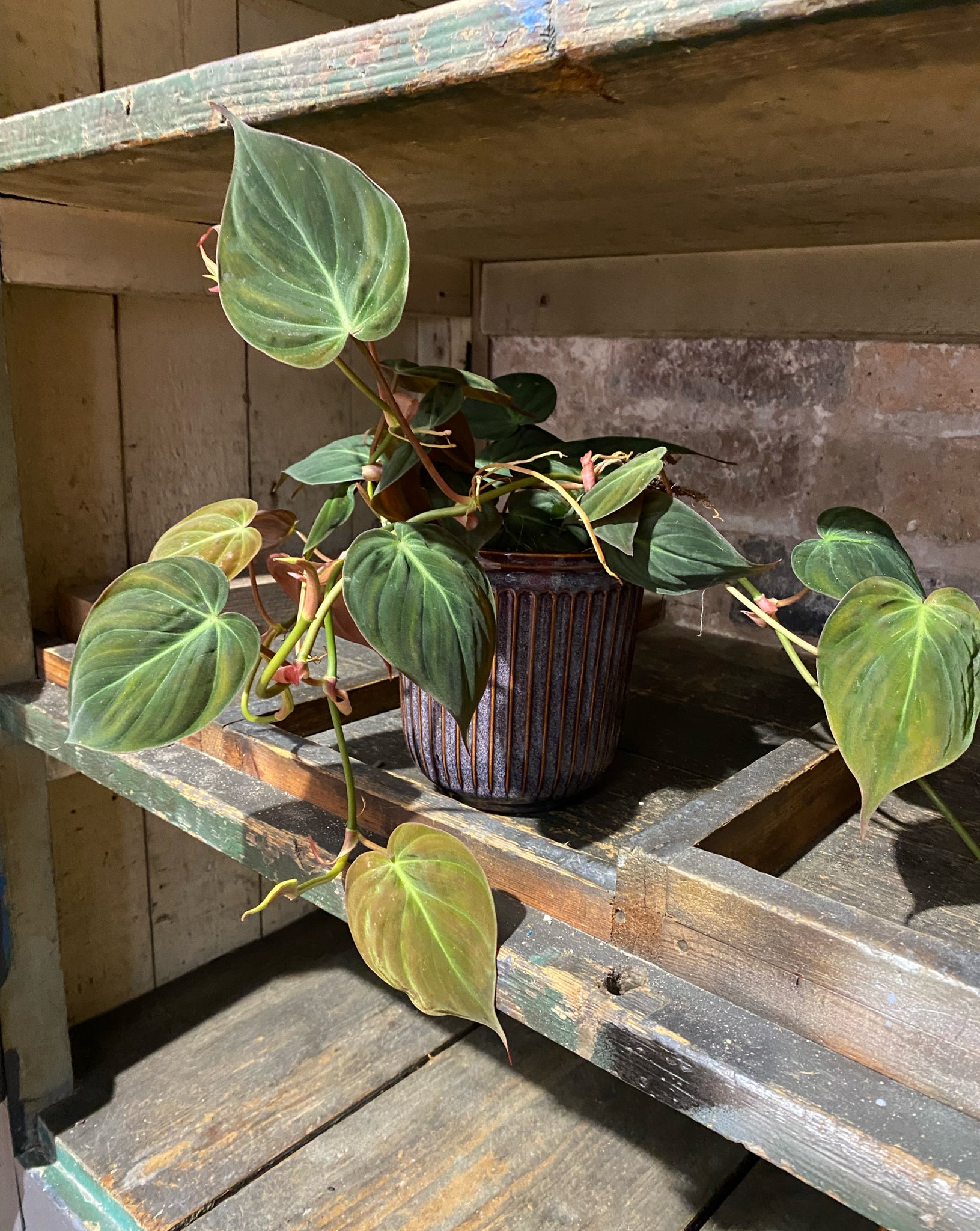 easy care philodendron Philodendron Scandens subsp. Micans Easy Care Plant 20cm – Green Charm House of Plants