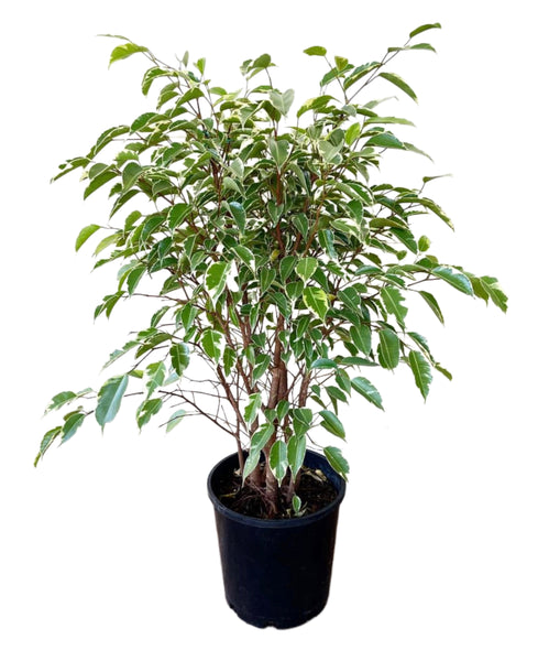 Ficus benjamina varagiata