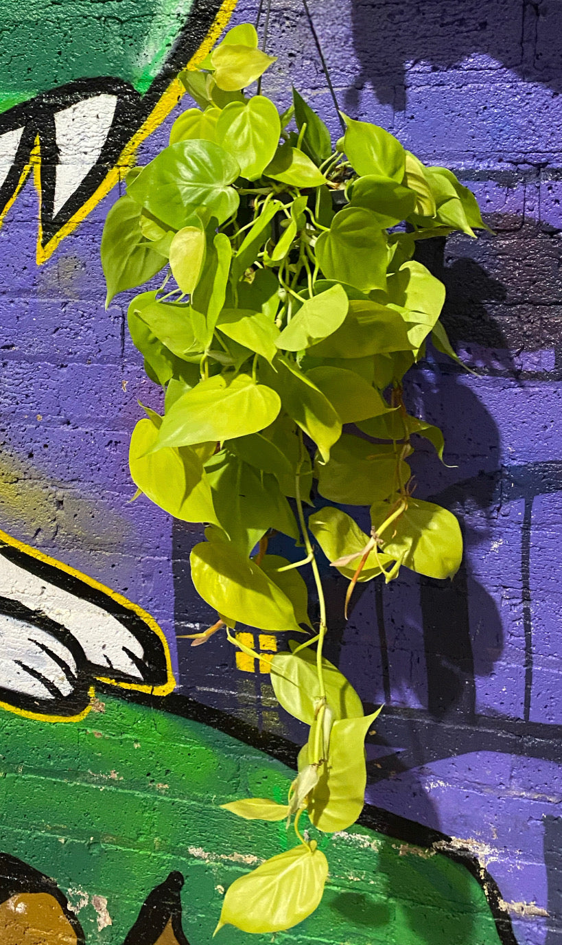 Philodendron Scandens Micans Lime Plant In Hanging Basket 