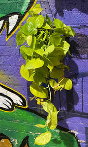 Philodendron Scandens Micans Lime Plant In Hanging Basket 